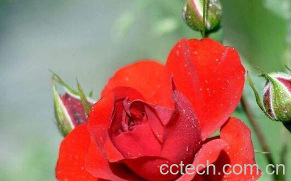 月季花和冰糖的功效与作用-1