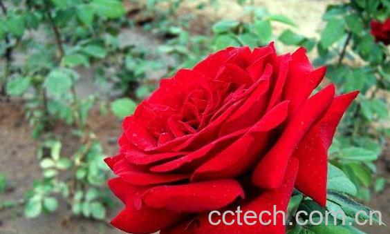 月季花酱的功效与作用-0