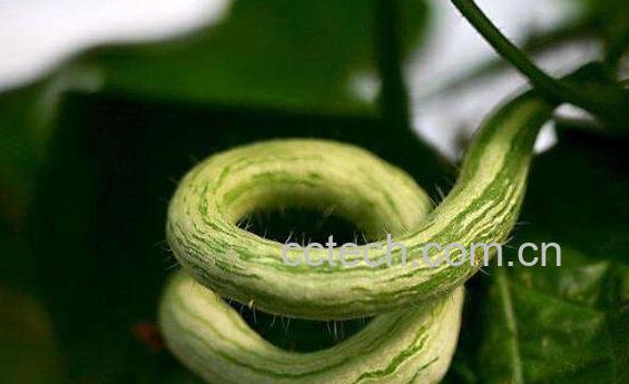 蛇瓜种子的功效与作用-0