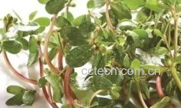 蚂蚁菜根的功效与作用-0