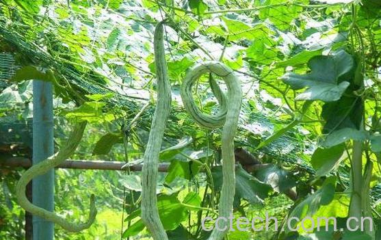 蛇瓜种子的功效与作用-1