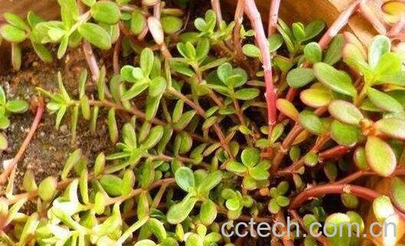 蚂蚁菜根的功效与作用-1