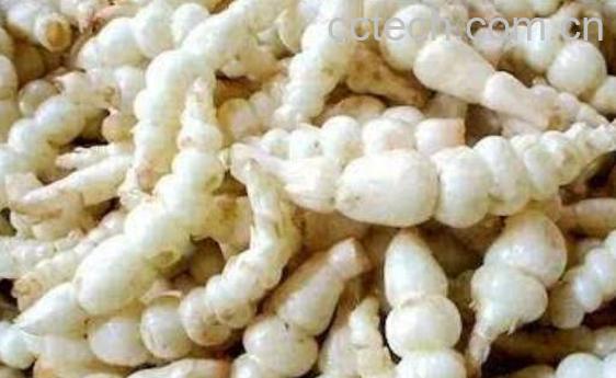 地溜子的功效和作用-0