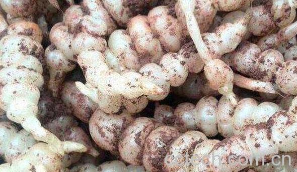 地溜子的功效和作用-1