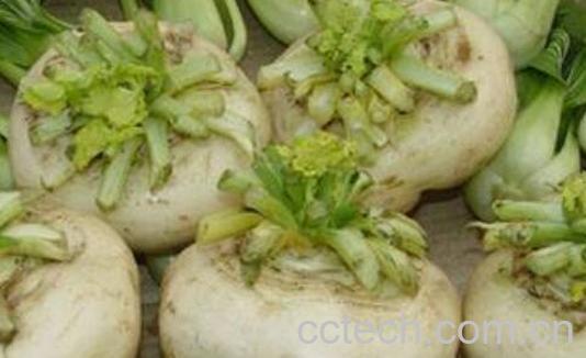 盘菜的功效与作用-1