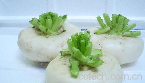 盘菜的功效与作用-0