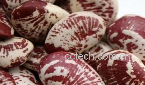 肾豆的功效与作用及禁忌-0