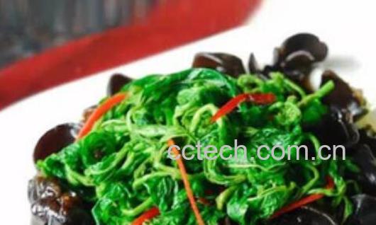 桑芽菜怎么煮 桑芽菜的做法大全-0