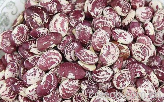 肾豆的功效与作用及禁忌-1