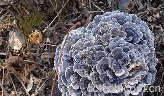 云芝的功效与作用-0