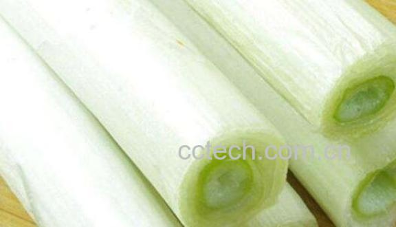 葱白的功效与作用及食用方法-1