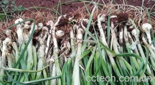 野葱和野蒜的区别 野葱的功效与作用-0