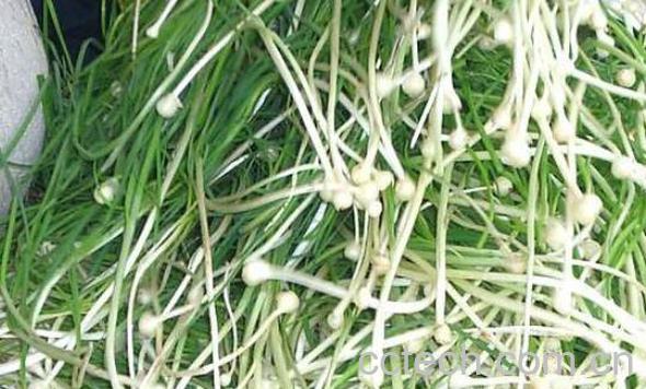 野葱怎么腌制好吃-0