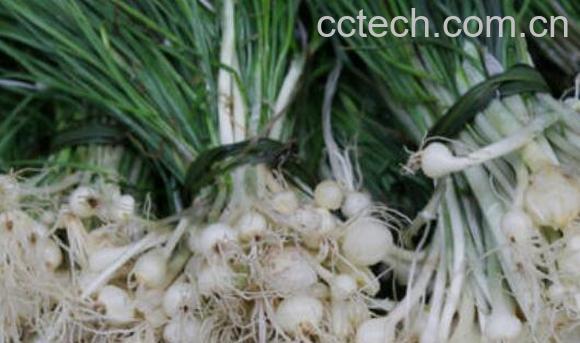 野葱和野蒜的区别 野葱的功效与作用-1