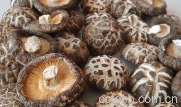 香菇与花菇的区别 吃香菇的好处-1
