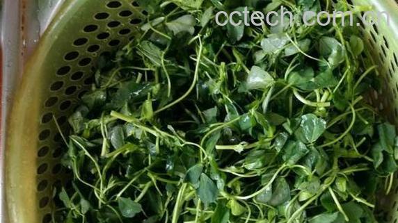 秧草的功效与作用-1