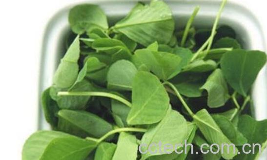 秧草的功效与作用-0