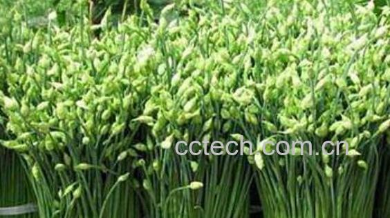 韭白的功效与作用及禁忌症-1