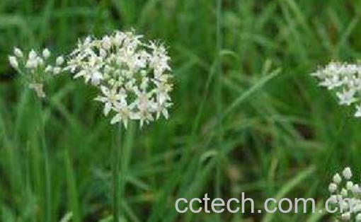 韭白的功效与作用及禁忌症-0