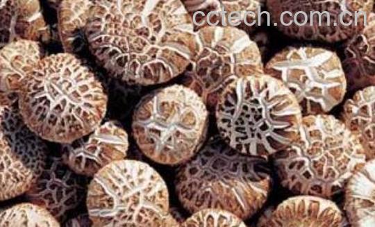 花菇的功效与作用 什么人不能吃花菇-0