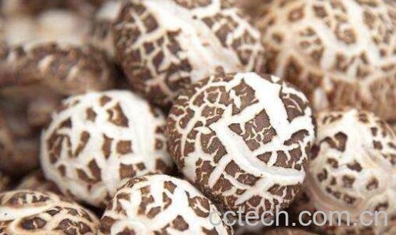 花菇的功效与作用 什么人不能吃花菇-1