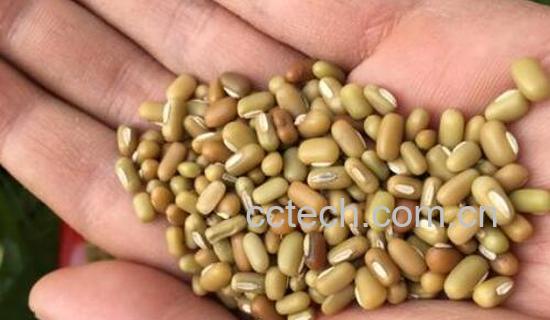 巴山豆的功效与作用 巴山豆的药用价值-1