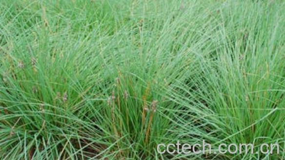 团葱的功效与作用-0