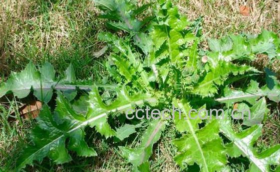 花叶滇苦菜的药用价值与禁忌-1