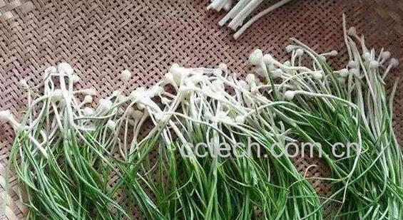 苦蒜的功效和作用 苦蒜的药用功效-0