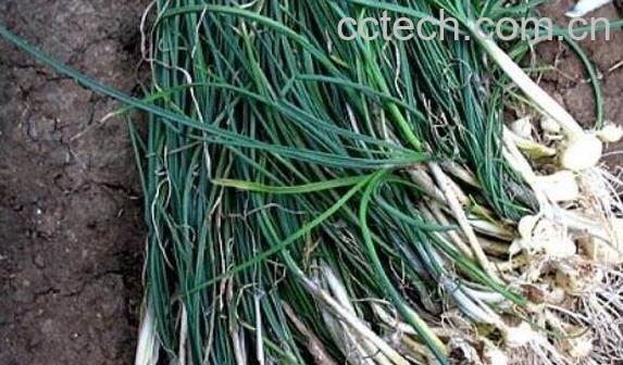 苦蒜的功效和作用 苦蒜的药用功效-1