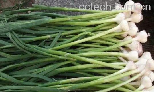 大脑瓜的作用和功效-1