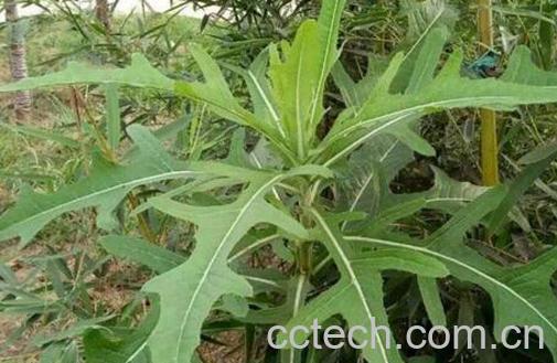 山苦荬的功效与作用-0