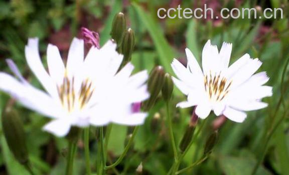 山苦荬和苦荬菜的区别 吃山苦荬的好处-1