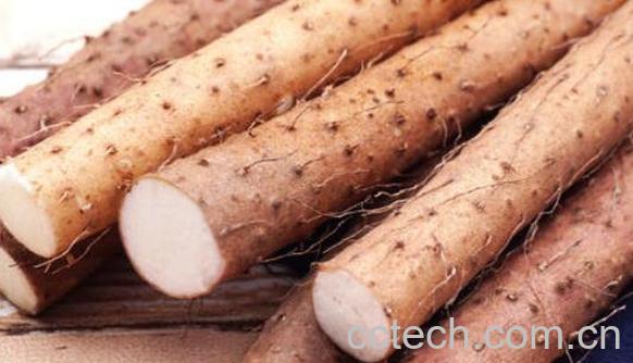 淮山药和铁棍山药的区别 吃铁棍山药的好处-0