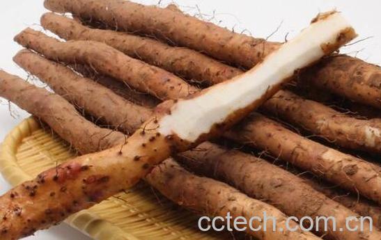 淮山药和铁棍山药的区别 吃铁棍山药的好处-1