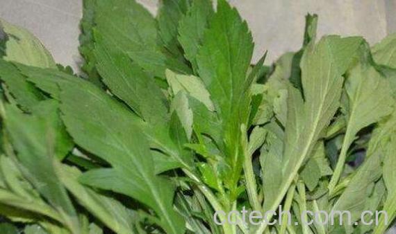 苦苣菜的功效与作用 苦苣菜的做法-0