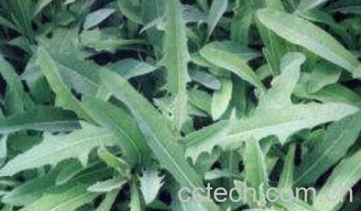 白毛苦菜的功效与作用-0