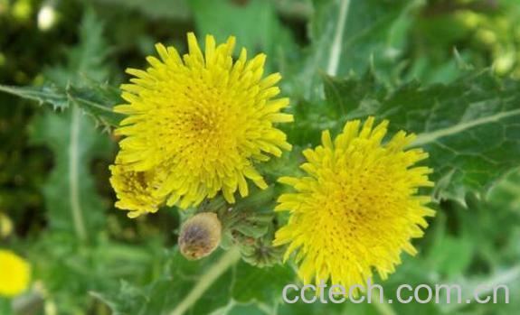 苦苣菜的功效与作用 苦苣菜的做法-1