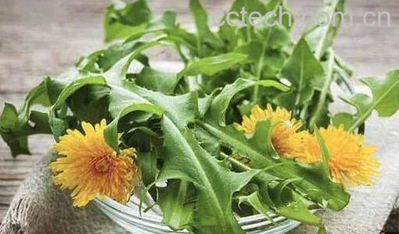 翅果菊和蒲公英的区别-0