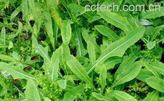 白毛苦菜的功效与作用-1