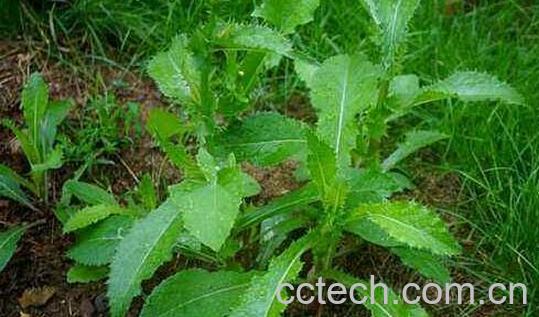 滇苦菜的功效与作用 滇苦菜能吃吗-1