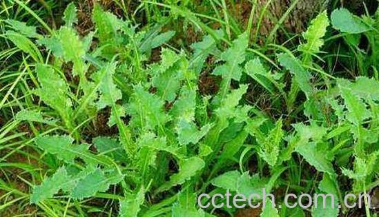 滇苦菜的功效与作用 滇苦菜能吃吗-0