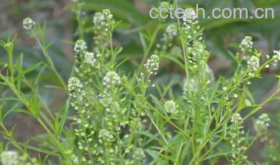  独行菜和臭独行菜的区别 吃独行菜的好处-0