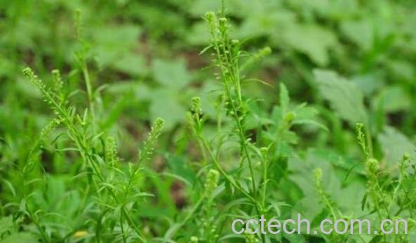  独行菜和臭独行菜的区别 吃独行菜的好处-1
