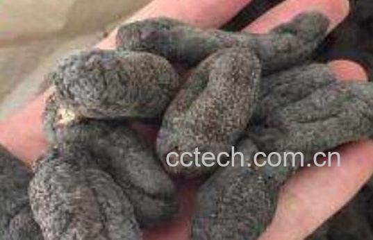 乌枣参的功效与作用-1