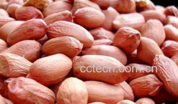 长生果的功效与作用 长生果指的是什么-0