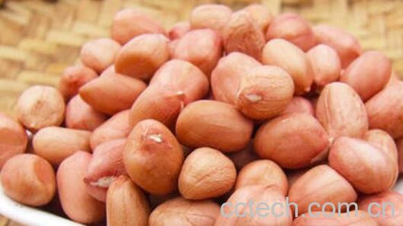 长生果的功效与作用 长生果指的是什么-1