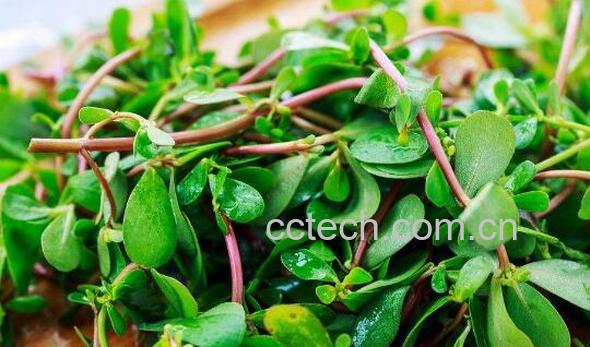 长寿菜的功效与作用-0