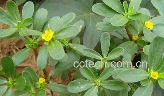 长寿菜的功效与作用-1