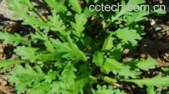 臭独行菜的功效与作用 臭独行菜怎么吃-1